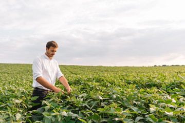Fototapeta premium Agronomist inspecting soya bean crops growing in the farm field. Agriculture production concept. Agribusiness concept. agricultural engineer standing in a soy field