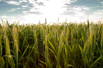 Obraz premium wheat farm