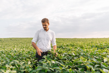 Fototapeta premium Agronomist inspecting soya bean crops growing in the farm field. Agriculture production concept. Agribusiness concept. agricultural engineer standing in a soy field