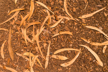 Dry leaves on the ground pattern