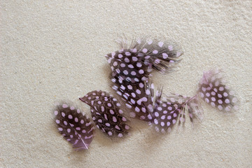 Feathers on the Sand