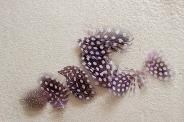 Feathers on the Sand