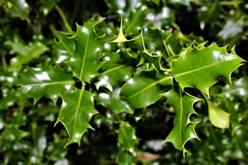 holly bush closeup