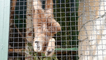 dog in cage