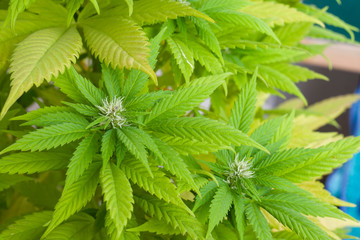Green cannabis sativa plant flowering outdoors