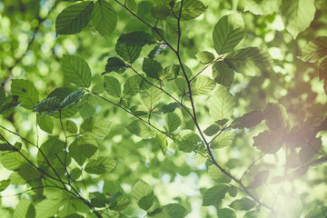 Fototapeta premium Beech trees fresh green sprintime foliage