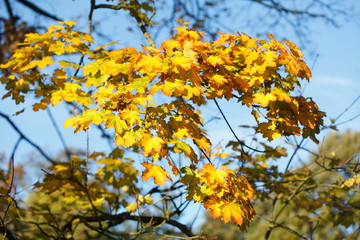 gelb verfärbte Ahornblätter an einem Baum