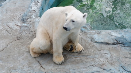 polar bear in the zoo