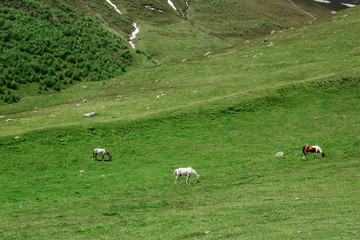 Horse in the meadow. Natural background. Animal