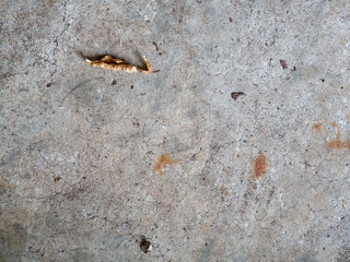 Leaf on a concrete floor