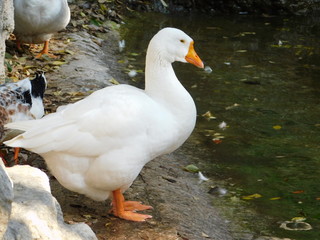 Domestic goose, or Anser anser domesticus, in Athens, Greece