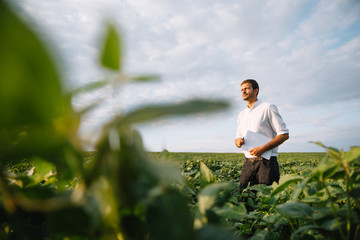 Young farmer in filed examining soybean corp. He is thumbs up.