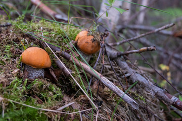 boletus isolated