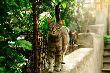 Fototapeta na wymiar Curious street cat. Animal portert