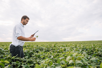 Young agronomist holds tablet touch pad computer in the soy field and examining crops before harvesting. Agribusiness concept. agricultural engineer standing in a soy field with a tablet in summer