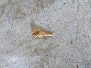 Leaf on a concrete floor