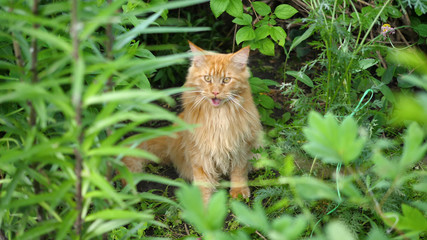 Naklejka na ściany i meble Big ginger cat sitting in the garden bush. Maine coon