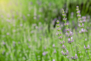 Purple flowers. Plants. Natural background. Green grass