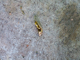 Leaf on a concrete floor