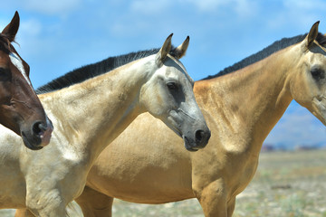 Herd of free young akhal teke breed horses againt brigh blue sky. Many colorful youngsters walking in freedom.