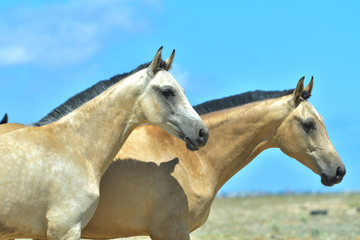 Fototapeta na wymiar Herd of free young akhal teke breed horses againt brigh blue sky. Many colorful youngsters walking in freedom.