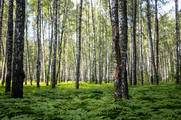 Birch forest in the summer. Fern grows below