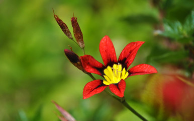 Fases de la esparaxis tricolor o arlequ&iacute;n, hermosa flor
