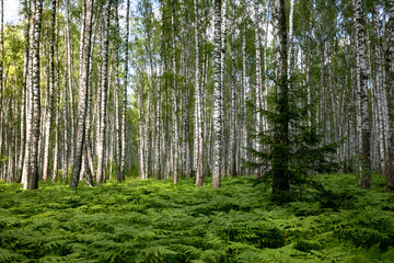 Fototapeta premium Brzozowy las latem. Paproć rośnie poniżej