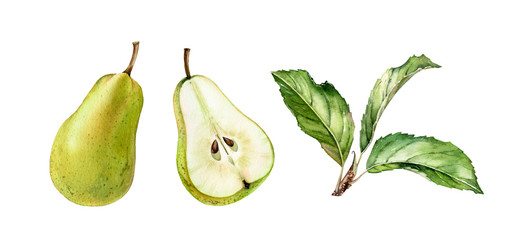 green pear fruits half slice cut realistic botanical watercolor illustration set with tree branch leaves. ripe juicy isolated hand painted, fresh exotic food golden green for food label design