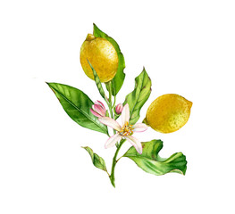 Lemon fruit tree branch with flowers leaves. realistic botanical watercolor illustration: two whole citrus, isolated artwork on white hand drawn fresh tropical food yellow design element