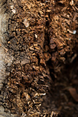 textura tronco árbol partido