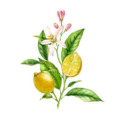 Lemon fruit tree branch with flowers leaves. realistic botanical watercolor composition: whole and half slice citrus, isolated artwork on white hand drawn fresh tropical food yellow design element