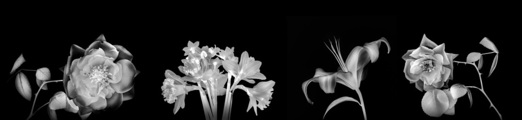 Fototapeta na wymiar High resolution back and white panoramic photo  montage of individually colour graded Rose, Iris and daffodil