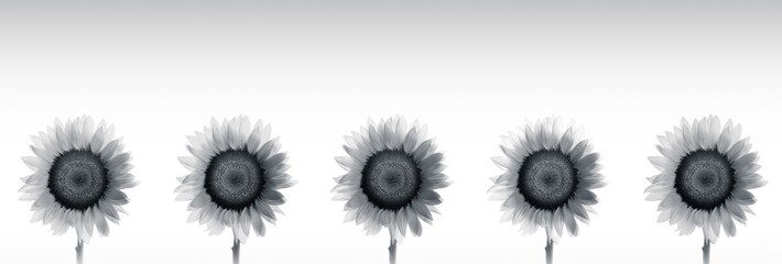 High resolution back and white panoramic photo  montage of individually colour graded Sunflowers