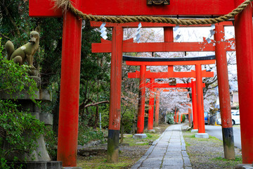 Fototapeta na wymiar Japanese torii gate at spring