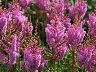 Obraz premium Soft and pretty pink Astilbe flowers in a summer garden