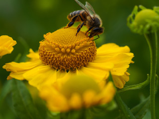 Honey bee on a yellow Helenium flower