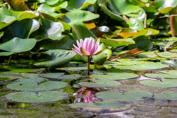 pink lotus flower coming out of the water