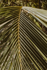 Beautiful tropical coconut palm branch. Minimalistic pattern and print with retro vintage green colors. Summer concept.