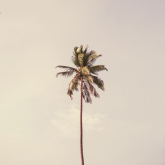 Lonely one tropical exotic coconut palm tree against big blue sky. Neutral background with retro bright punchy yellow and purple colors. Summer and travel concept on Phuket, Thailand.