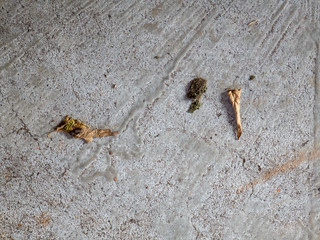 Leaf on a concrete floor