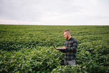 Fototapeta premium Agronomist inspecting soya bean crops growing in the farm field. Agriculture production concept. Agribusiness concept. agricultural engineer standing in a soy field