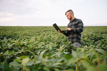 Young agronomist holds tablet touch pad computer in the soy field and examining crops before harvesting. Agribusiness concept. agricultural engineer standing in a soy field with a tablet in summer