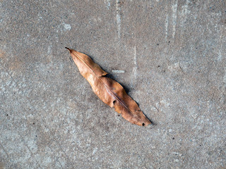 Leaf on a concrete floor