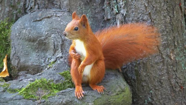 Red squirrel standing on the tree stamp in 4k slow motion 60fps