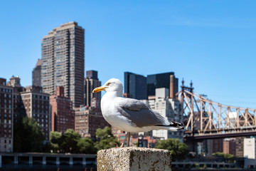 Fototapeta na wymiar New York City - White bird stands on a pier along the East River