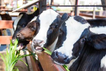Many young cow are raised in the cows at the farm.