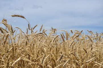 Wheat field. Ears of golden wheat close up. Ears of wheat on a background of blue sky on a sunny summer day. Background of ripening ears of wheat field. Rich harvest Concept
