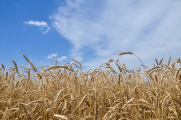 Wheat field. Ears of golden wheat close up. Ears of wheat on a background of blue sky on a sunny summer day. Background of ripening ears of wheat field. Rich harvest Concept