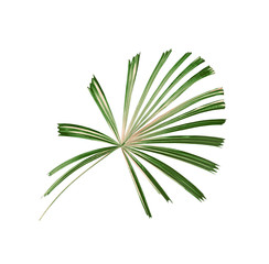 tropical nature green palm leaf pattern,chinese windmill